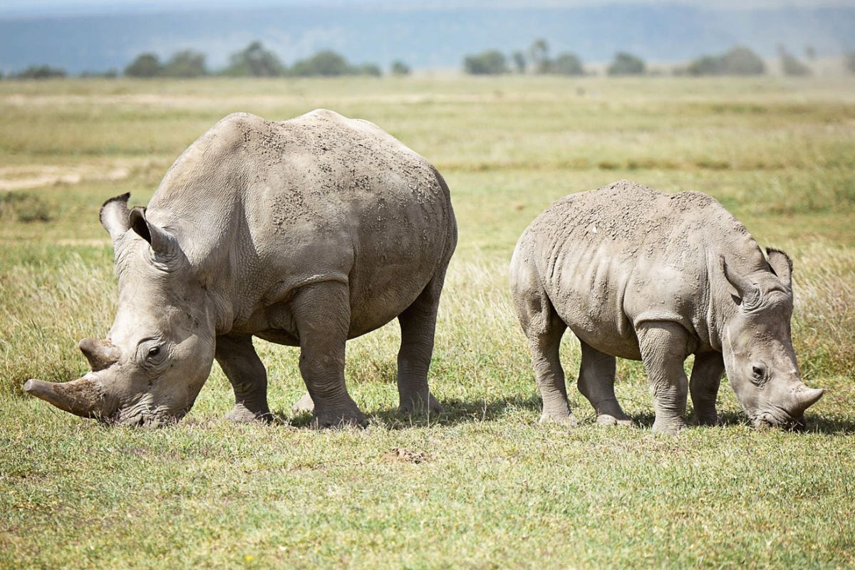 6 Days Mount Kenya Trek & Ol Pejeta Conservancy Safari - Go Mount Kenya Expedition