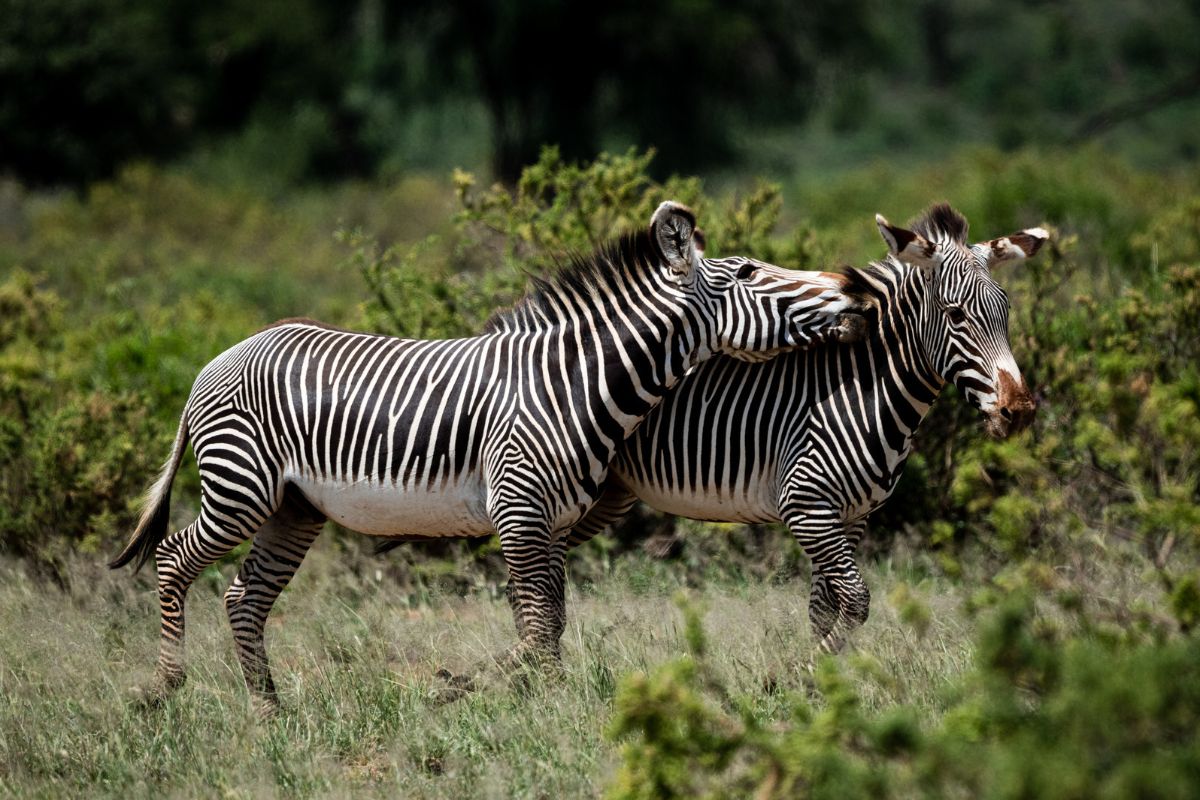 8 Days Mount Kenya Trek & Samburu Safari - Go Mount Kenya Expedition
