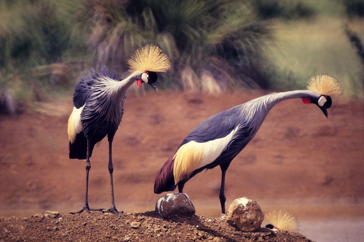 9 Days Mount Kenya Trek & Meru National Park Safari - Go Mount Kenya Expedition